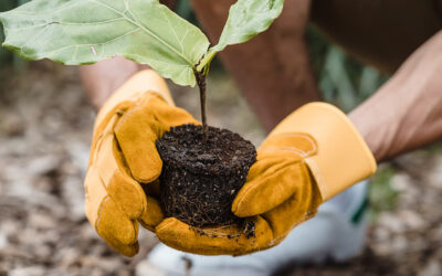 How to create an NGO